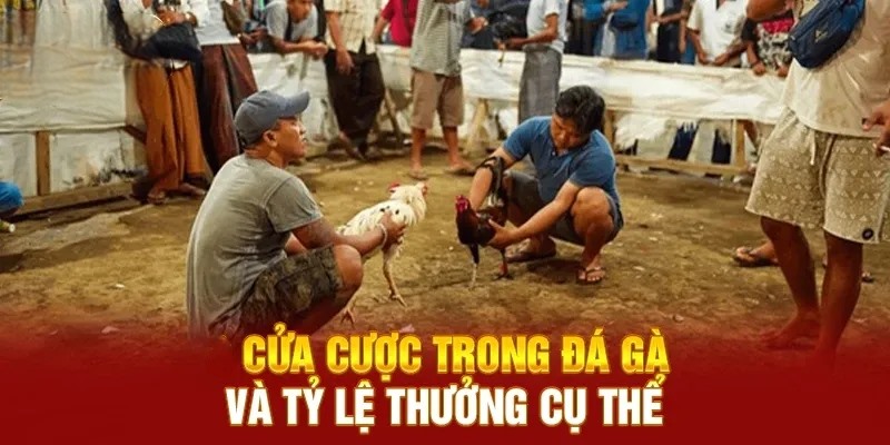 Các cửa cược hấp dẫn trong chọi gà tre tại Kubet11
