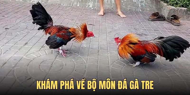 Bộ môn đá gà tre đang phát triển theo hình thức online đối kháng