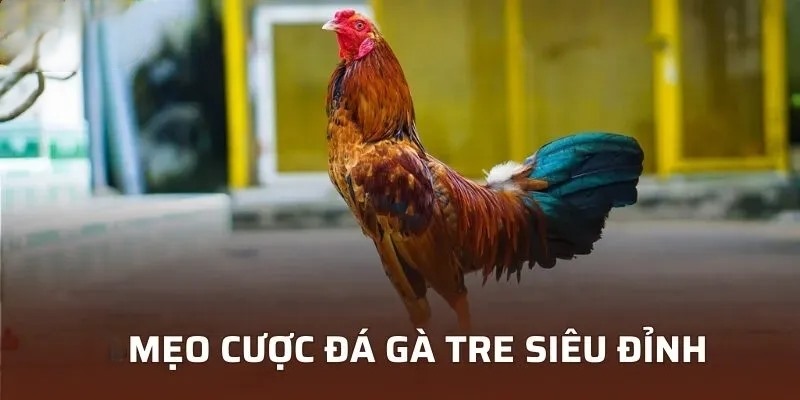 Một vài mẹo để hội viên lựa chọn hiệu quả trong kèo đấu